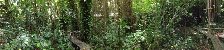 The tropical rainforest biome